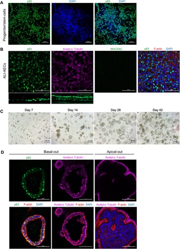 Figure 2. Characterization of bat AO and ALI-AECs. (A) Immunofluorescence staining of progenitor/stem cells for basal cell marker P63 (green) and cell nuclei (DAPI, blue). Scale bar  = 50 μΜ. (B) Immunofluorescence staining of ALI-AECs for P63 (green), ciliated cell marker acetylated-α-tubulin (purple) or β-IV-tubulin (green, for cross-section image), and goblet cell marker MUC5AC (green, absent). Cell nuclei and F-actin are counterstained with DAPI (blue) and phalloidin (red). Scale bar  = 50 μΜ. (C) Bright field images of bat organoids at day 7, 14, 28 and 42 of differentiation. Scale bar  = 100 μΜ. (D) Differentiated bat organoids in basal-out or apical-out orientation stained for P63 (green), acetylated-α-tubulin (purple), F-actin (red) and nucleus (blue). Scale bar  = 50 μΜ.