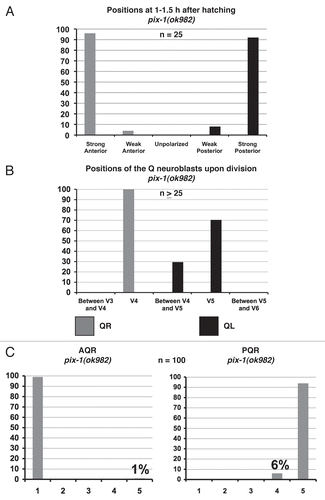 Figure 8 PIX-1 is required for the proper migrations of the QL neuroblast and the Q neuroblast descendants. (A) Quantitation of the direction and extent of protrusions during the polarization stage of the Q neuroblasts at 1–1.5 h after hatching in pix-1(ok982) mutants. The graphs are organized as described in Figure 1E and Materials and Methods. For Q neuroblast polarizations, n = 25. (B) Quantitation of the location of the Q neuroblasts at division with respect to the adjacent seam cells in pix-1(ok982) mutants. The graphs are organized as described in Figure 1F and Materials and Methods. For Q neuroblast migrations, n ≥ 25. (C) Quantitation of the final migratory positions of the AQR and PQR neurons in pix-1(ok982) mutants. The graphs are organized as described in Figure 1H and Materials and Methods. For AQR and PQR migrations, n = 100.