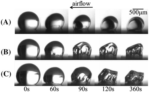 Figure 1. Morphology development in time for three droplets with different composition; (A) 0:100, (B) 50:50, (C) 90:10 (Maltodextrin DE12:Whey protein isolate). Droplets with an initial radius of 500 μm were dried in a sessile single droplet dryer at 70 °C. The air flow enters from the right side as indicated by an arrow (adapted from Both et al. [Citation1]).