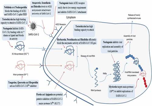 Figure 4. Insight into the anti-viral activities of different flavonoids.