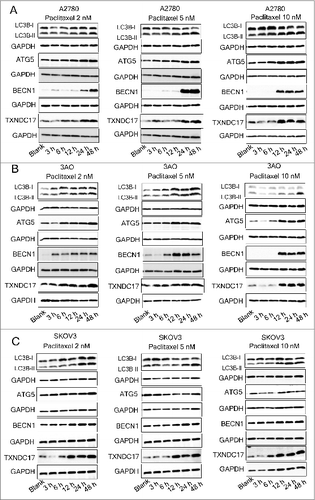 Figure 3. Paclitaxel exposure upregulates the expression of TXNDC17 and autophagic proteins. A2780 (A), 3AO (B), and SKOV3 (C) cells were plated in 6-well plates overnight and reached 60% to 70% confluence when paclitaxel was added in the complete medium at final concentration 2, 5, and 10 nM. Total cell lysates were extracted after 3, 6, 12, 24, and 48 h of paclitaxel treatment. Protein levels of LC3B, ATG5, BECN1, and TXNDC17 were detected by western blotting. Cells without paclitaxel treatment were assigned as blank control (Blank). GAPDH was analyzed as the loading control. Data are representative of 3 independent experiments.