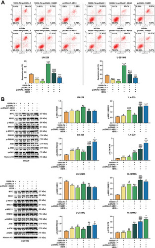 Figure 9 NBS1 overexpression reduced apoptosis in MYC-silenced glioma cells, reversed the effects of HSYA on cell apoptosis, and disrupted the signaling of DNA damage and repair in MYC silenced glioma cells. (A) The apoptosis of NBS1 in LN-229 and U-251MG cells were detected by flow cytometry. (B) The expressions of MYC, NBS1, p-NBS1, MRE11, p-MRE11, RAD50, p-RAD50, ATM, p-ATM, and γH2AX in LN-229 and U-251MG cells were detected by Western blot, Histone H3 was an internal control. N=3 (*P < 0.05, **P < 0.01, ***P < 0.001, vs 10058-F4+pcDNA3.1; #P < 0.05, ##P < 0.01, ###P < 0.001, vs 10058-F4+pcDNA3.1-NBS1; &&P < 0.01, &&&P < 0.001, vs 10058-F4+pcDNA3.1+HYSA; ^P < 0.05, ^^^P < 0.001, vs pcDNA3.1-NBS1; +P < 0.05, ++P < 0.01, +++P < 0.001, vs 10058-F4+pcDNA3.1-NBS1+HYSA).