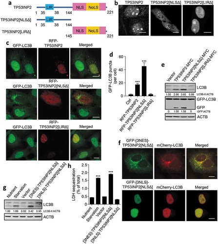 Figure 1. Cytoplasmic TP53INP2 stimulates autophagy. (a) Domain architecture of TP53INP2, TP53INP2[NLSΔ] and TP53INP2[LIRΔ]. LIR, LC3-interacting region; NLS, nuclear localization signal; NoLS, nucleolar localization signal. (b) The intracellular distribution of GFP-tagged TP53INP2, TP53INP2[NLSΔ] or TP53INP2[LIRΔ] in HeLa cells. (c) Confocal images of HEK293 cells stably expressing GFP-LC3B with RFP-tagged TP53INP2, TP53INP2[NLSΔ] or TP53INP2[LIRΔ] transfection. (d) Quantification of GFP-LC3B puncta in (c). The data are presented as mean ± SEM, n = 30 cells. (e) Western blot analysis of LC3B-II production and GFP-LC3B cleavage in HEK293 cells stably expressing GFP-LC3B and transfected with the indicated plasmids. (f) Confocal images of HEK293 cells stably expressing mCherry-LC3B and transfected with plasmids expressing GFP-[3NES]-TP53INP2[NLSΔ] or GFP-[3NLS]-TP53INP2[NLSΔ]. (g) Western blot analysis of intracellular LC3B in HEK293 cells that were starved or transfected with the GFP-tagged indicated plasmids. (h) LDH sequestration assay of HEK293 cells treated as in (g) in the presence of chloroquine. The data are presented as mean ± SEM of triplicates. ***, P < 0.001. Scale bars: 10 µm.