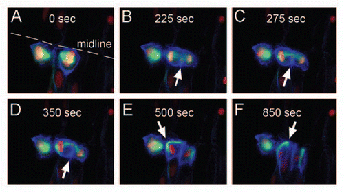 Figure 2 Cytokinesis. Dorsal views of an early neural tube stage zebrafish embryo injected with pCSKalTA 4 and Medusa vector M2. (A) Neuroepithelial cell dividing at the midline. (B) Furrow ingression occurs from the basal side (white arrows in B-D). (C and D) The microtubules of the spindle apparatus bend towards the apical side. (E and F) The spindle pole (white arrow), carrying an intact microtubule cytoskeleton, moves along the plasma membrane towards the forming midbody, thereby changing the shape of the cell from round to apico-basally elongated.