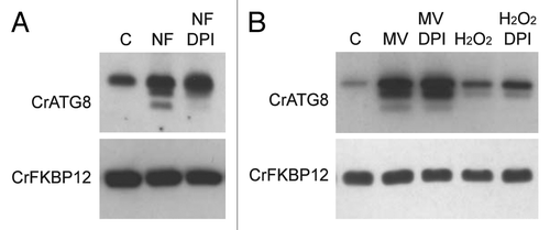 Figure 6. Inhibition of NADPH activity partially suppressed autophagy induction upon carotenoid deficiency. (A) Wild-type Chlamydomonas cells were grown in TAP medium to log phase under standard light conditions and treated with 20 µM NF for 24 h to inhibit carotenoid deficiency. DPI (20 µM) or drug vehicle (C) was then added for 4 h to inhibit NADPH oxidase activity. Autophagy was monitored by western blot analysis with anti-CrATG8 antibody. (B) Oxidative stress was induced in wild-type Chlamydomonas cells with 1 µM MV or 1 mM H2O2 for 8 h, and then DPI (20 µM) or drug vehicle (C) was added to inhibit NADPH oxidase activity. Cells were collected and processed for western blot analysis.