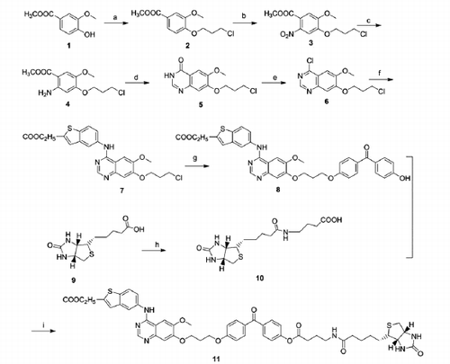 Scheme 1. The preparation of the photoaffinity probe. Reagents and conditions: (a) 1-bromo-3-chloropropane, Potassium carbonate, DMF, 70 °C; (b) Nitric acid, acetic acid, acetic anhydride, 0–5 °C; (c) Pd/C, methanol, rt; (d) Formamidine acetate, alcohol, reflux; (e) thionyl chloride, DMF, reflux; (f) ethyl 5-aminobenzo[b]thiophene-2-carboxylate, isopropanol, reflux; (g) 4,4-dihydroxybenzophenone (DHBP), Potassium carbonate, DMF, 60 °C; (h) γ-aminobutyric acid, isobutyl chlorocarbonate, DMF, rt; (i) EDCI/DMAP, DMF, rt.