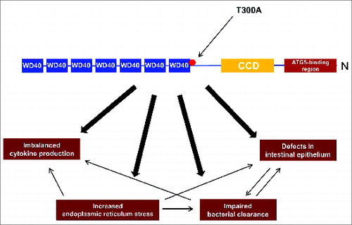 Figure 2. The involvement of the T300A risk variant in the pathogenesis of Crohn disease. The schematic structure of ATG16L1 contains an N-terminal ATG5-binding region, and an amino-terminal coiled-coil domain (CCD; involved in self-dimerization) followed by 7 tryptophan-aspartic acid (WD40)-repeat domains. In the presence of the T300A variant, several cellular processes are affected. Among other things, defects in the morphology of the intestinal epithelium in key cells, including Paneth cells and goblet cells, are reported and the removal of pathogens is largely defective. In addition the T300A variant results in elevated endoplasmic reticulum stress, which plays a crucial role in impaired pathogen clearance and leads to imbalanced pro-inflammatory cytokines.