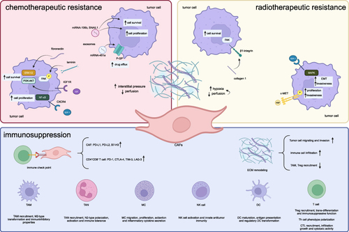 Figure 2 Mechanisms of therapy resistance in pancreatic cancer orchestrated by CAFs. The diagram situated in the upper left quadrant elucidates the precise molecular pathways through which CAFs instigate resistance to chemotherapy. Similarly, the diagram positioned in the upper right quadrant delineates the specific molecular mechanisms underpinning CAF-induced radiotherapeutic resistance. The diagram located in the lower section of the illustration delineates the intricate molecular interactions between CAFs, diverse immune cells, immune-related molecules, and the immunological microenvironment, elucidating the underlying causes of immunosuppression. Created with BioRender.com.