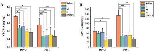 Figure 14. Protein expression in cornea at day 3 and day 7 post-alkali burn: the levels of VEGF-A(A) and MMP-2 (B) in the cornea tissue were determined by Elisa on day 3 and 7 after alkaline-induced cornea burn, respectively. Data represent the mean ± SD of five mice per group. (*p < 0.05, **p < 0.01, ***p < 0.001. vs. Saline group. One-way ANOVA, followed by Fisher’s least significant difference (LSD)). (L: 0.05% ISL-NE, M: 0.1% ISL-NE, H: 0.2% ISL-NE and DXMS: 0.025%).