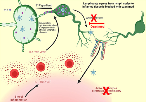 Figure 3 Ozanimod mechanism of action. Adapted from Stimulated T Cells Migrate Out of Lymph Nodes and Enter Inflamed Tissue, by BioRender.com; 2022. Retrieved from: https://app.biorender.com/biorender-templates.Citation32