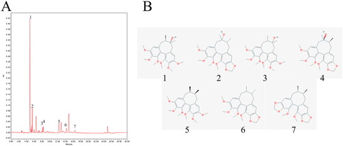 Figure 2. Representative UPLC fingerprint of SCEO. (A) The chromatographic profile of SCEO analysed by UPLC; (B) Chemical structure of the main constituents of SCEO. (1) schisandrol A (2) schisandrol B (3) schizandrol A (4) schizandrol B (5) schizandrin A (6) schizandrin B, and (7) schizandrin C.