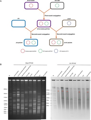 Figure 2. The mobilization of non-conjugative virulence plasmids by conjugative KPC plasmid. (A) Two rounds plasmid conjugation experiments simulating the transfer path of non-conjugative plasmid. (B) The confirmation of transconjugants by PFGE and S1-PFGE. *Virulence plasmid pK2044. #KPC plasmid pKPHS2. The same symbol is used to represent the parental strain and its transconjugant.