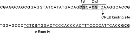 Figure 1 The CG sites analyzed in the promoter IV region of the BDNF gene.