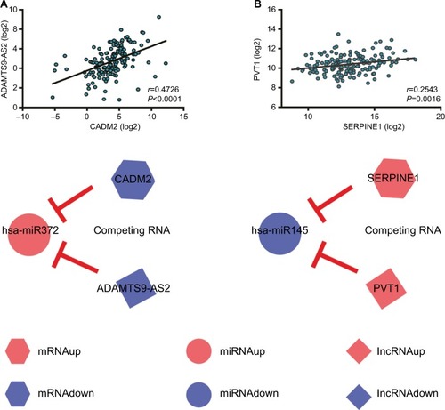 Figure 5 Correlation analysis of oncocer-expression levels.Notes: (A) ADAMTS9-AS2 vs CADM2. (B) PVT1 vs SERPINE1. Hexagons represent mRNA, circles miRNA, and diamonds lncRNA. Red represents high expression and blue low expression. Oncocers: ceRNA-mediated cross talk by sponging miRNAs in oncogenesis.