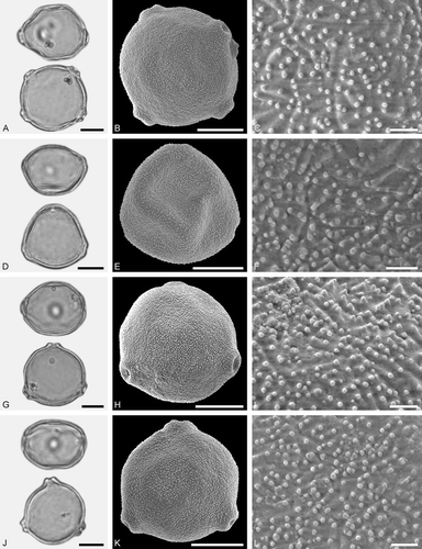 Figure 5. LM (A, D, G, J) and SEM (B, C, E, F, H, I, K, L) micrographs of dispersed fossil Betulaceae pollen. A–C. Carpinus sp. 2, close-up of polar area. D–F. Corylus sp., close-up of polar area. G–L. Ostrya sp., close-ups of polar area. Scale bars – 10 µm (A, B, D, E, G, H, J, K), 1 µm (C, F, I, L).