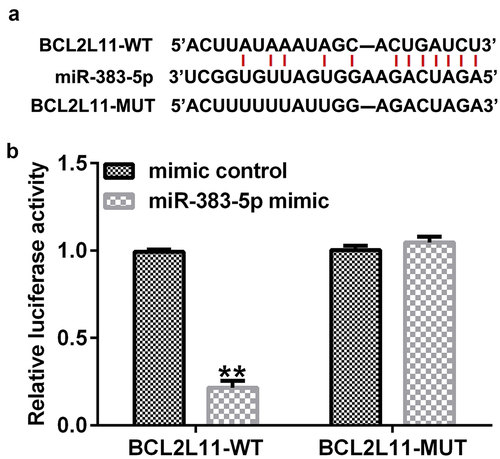 Figure 5. Targeting relationship between miR-383-5p and BCL2-like 11 (BCL2L11). (a) Starbase analysis was used to predict the relationship between miR-383-5p and BCL2L11. (b) Binding relationship of miR-383-5p and BCL2L11 was confirmed using the dual-luciferase reporter assay.