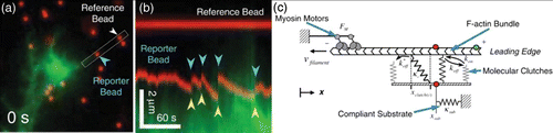 Figure 36. The movements of growth cone filopodia on compliant substrates (a and b) observed by Chan and Odde Citation444 can be explained by a motor-clutch model (c). Images were taken from Chan and Odde Citation444 with permission from AAAS.