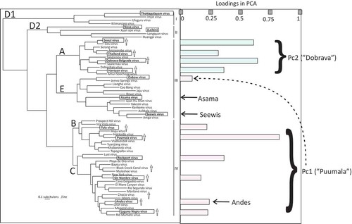 Figure 5. Distribution of hantavirus N protein megapeptides (bold face and boxed) in a hantavirus S segment phylogenetic tree. The tree was redrawn from that of Holmes and Zhang [Citation2]. Viruses known to give disease in humans are shown with a human figurine. Phylogroups I–IV and serogroups A–D [Citation26,Citation27] are indicated. Laibin virus (Phylogroup II) was recently discovered [Citation42]. The distinction between serogroups D1 and D2 was introduced in this paper. PCA ‘loadings’ indicate the degree of influence for each antigen in the respective principal component. They are here plotted according to phylogenetic relationship. Judging from the loadings of megapeptide antigens, Pc1 covers serogroups B and C while Pc2 covers serogroup A. However, Oxbow virus (Serogroup E) gave a minor contribution to Pc1 (stippled arrow). Minor more solitary patterns are shown with arrows. Andes reactivity was both observed within the PUUV pattern and as a minor more solitary pattern.