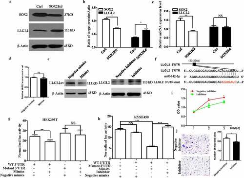 Figure 3. Translation of LLGL2 protein is regulated by SOX2 via miR-142-3p. A-B. SOX2 knockdown significantly resulted in decreased levels of SOX2 protein and increased levels of LLGL2 protein in KYSE450 cells. C. mRNA level of SOX2 significantly decreased upon SOX2 knockdown, while no significant difference in the mRNA level of LLGL2 occurred upon SOX2 knockdown. D. Level of LLGL2 mRNA was not affected after transfection of miR-142-3p mimics into KYSE450 cells. E. Level of LLGL2 protein decreased after transfection of miR-142-3p mimics into LLGL2 overexpressing KYSE450 cells (left panel), level of LLGL2 protein increased after transfection of miR-142-3p inhibitor into KYSE450 cells (right panel). F. Schematic diagram of binding sites between the 3’-UTR of LLGL2 mRNA and miR-142-3p. The mutated nucleotides (in red) used for the luciferase reporter assay are also shown in the diagram, and the wild-type or mutant 3’-UTR was cloned into a luciferase reporter construct (pMIR-Report-Luc). G. Mutation of this binding site is linked with increased LLGL2 reporter luciferase activity in HEK293T cells after cotransfection with miR-142-3p mimics. Control cells were cotransfected with pMIR-Report-Luc-LLGL2-3UTR-WT and negative mimic controls (Ctrl). H. miR-142-3p inhibitor enhanced LLGL2 reporter luciferase activity compared with miR-142-3p mimics in KYSE450 cells. For the control group, cells were transfected with the pMIR-Report-Luc-LLGL2-3UTR-Mutant construct along with negative mimics. I. miR-142-3p inhibitor suppressed the proliferation of KYSE450 cells (p < .05). J. miR-142-3p inhibitor reduced the invasion of KYSE450 cells (p < .05). *p < .05, **p < .01, ***p < .001 vs. control. Data are the means ± SDs.