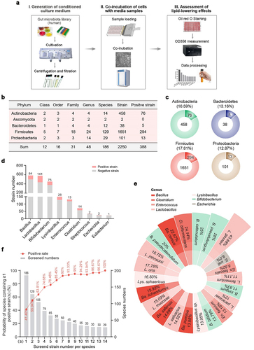 Figure 1. Strain-level screening of gut microbes for lipid-lowering activity in HepG2 cells. (a) Flowchart of cell-based screening for gut bacterial strains with lipid-lowering activities. (b) Numbers of tested strains in each taxon. The total screened and positive strains numbers at phylum (c) and genus (d) levels. (e) the rank of the positive rate for species containing ≥ 25 tested strains in this study. (f) the probability of species to provide at least one positive strains. The black value on the top of each bar indicates the number of species with equal or more number of tested strains in this study than that shown on the x-axis. The percentage in red indicates the rate of species providing one or more positive strains. Positive strains in the context are those showing relatively steady lipid-lowering effects in three rounds of screening.