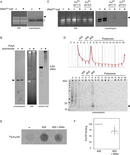 Figure 6. ProTiP is likely a peptidyl-tRNA. (A) Autoradiogram and ethidium bromide staining of an acidic gel after in vitro translation performed in the absence (-) or presence (+) of the tRNAPro 5ʹ half. Charged tRNAiMet and tRNAMet are labelled by asterisks. ProTiP is indicated with the black arrowhead. (B) Autoradiogram of an 8% denaturing polyacrylamide gel showing the position of ProTiP (arrowhead) before (-) and after (+) polyadenylation. Middle and left panels: Ethidium bromide staining and northern blot against 5.8S rRNA demonstrates the efficiency of polyadenylation. (C) Copper sulphate treatment of RNA isolated after in vitro translation performed in the presence (+) or absence (-) the tRNAPro half. The location of ProTiP, which was insensitive to copper sulphate treatment, is indicated in the autoradiogram with the black arrowhead. The Met-tRNAMet molecules are labelled with asterisks. (D) Fractions of the polysome profile after in vitro translation in the presence of the tRNAPro half were subjected to isopropanol precipitation. Precipitated RNA was separated on a denaturing gel and visualized via phosphorimaging. ProTiP is indicated with the black arrowhead. (E) Binding of ProTiP to purified HeLa 80 S in vitro with and without pre-incubated bulk tRNAs. Ribosome-bound 35S-ProTiP was determined by filter binding. (F) Quantification of three individual binding experiments. Values were normalized to the binding of ProTiP to ribosomes without the addition of bulk tRNAs. The error bars show standard deviations (*p < 0.05).