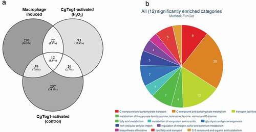 Figure 7. The CgTOG1 regulon in the transcriptomics context of macrophage engulfed cells. (a) Number of differentially expressed genes that constitute the CgTOG1 activated genes in either control conditions or H2O2 stress, compared to the activated transcriptional response of C. glabrata upon macrophage engulfment. Overlapping genes were identified based on their systematic ORF designations. (b) Systematic analysis of genes commonly activated by CgTOG1 and upon macrophage engulfment, with the help of enriched FunCat functional categories calculated with FungiFun2. The significantly enriched pathways are shown