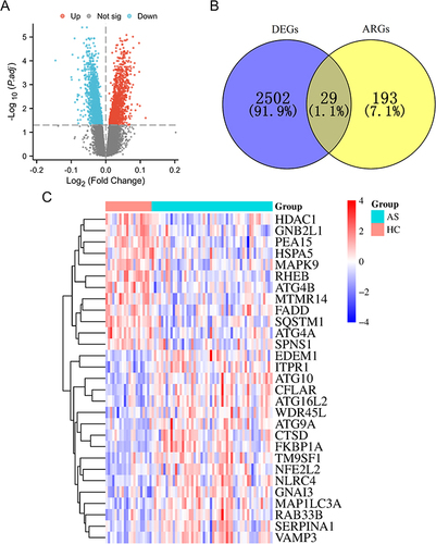 Figure 1 Identification of DEARGs in AS. (A) Volcano plots of DEGs. (B) Venn diagram used to identify 29 DEARGs. (C) Heatmap pattern of the DEARGs.