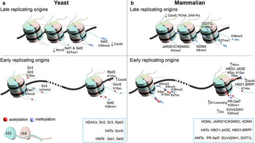 Figure 2. Nucleosome positioning and histone modifications at replication origins. Various histone marks associated with early and late replication origins in yeast (a) and mammalian cells (b) are shown. Histone acetylation at nucleosomes adjacent to origin generally creates open chromatin structure and is a feature of early replication origins in both yeast and metazoans. Euchromatic regions increase the probability of association with limiting replication factors like CDC45. Hypoacetylation creates compact chromatin structure and limit binding of replication factors. Various writers and erasers are illustrated on top of specific histone modifications. HDACs – histone deacetylases, HATs – histone acetylases, HMTs – histone methyltransferases, HDMs – histone demethylases.