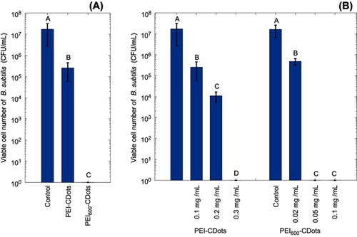 Figure 5 The antibacterial activity of PEI-CDots with different PEI molecular weight. (A) Viable cell reductions in B. subtilis cells by 1 hr treatment with PEI-CDots and PEI600-CDots at 0.1 mg/mL with light illumination. (B) Viable cell reductions in B. subtilis cells by 1 hr treatment under visible light illumination with PEI-CDots at concentrations ranging from 0.1 to 0.3 mg/mL, and PEI600-CDots at concentrations ranging from 0.02 to 0.1 mg/mL.Notes: Statistical analysis results are indicated by the letters on the bars. Different letters above the bars indicate statistical difference between the results (P<0.05); identical letters above the bars indicate no statistical difference. In Figure 5B, statistical analysis was performed on the results of each type of CDots (PEI-CDots and PEI600-CDots) respectively.Abbreviations: PEI, polyethylenimine; CDots, carbon dots.