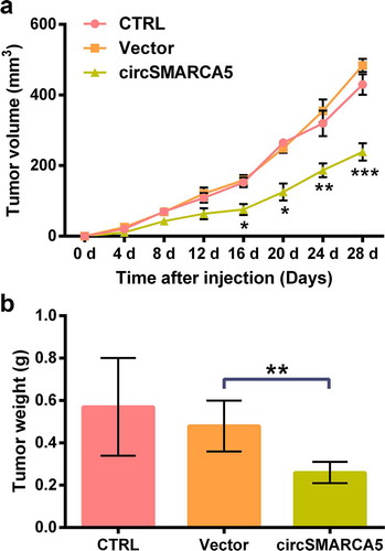 Figure 3. Impacts of circSMARCA5 on colon cancer growth in vivo. BALB/c nude mice were subjected to subcutaneous injection of SW480 cells that were transfected with circSMARCA5 overexpressing plasmid/vector. (a) Tumor volume and (b) weight was measured. * p < 0.05,** p < 0.01, *** p < 0.001