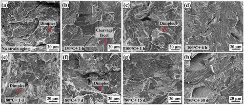 Figure 6. (a–h) Fracture surfaces of the CVN samples at different strain ageing conditions characterized by SEM.