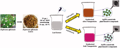Figure 1. Schematic procedure of synthesis of silver and gold nanoparticles using Euphrasia officinalis leaf extract.