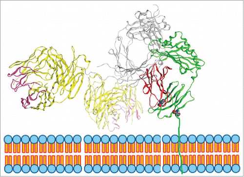 Figure 10. Model of IgG binding to FcRn. FcRn is a heterodimer consisting of a MHC-class-I-like heavy chain, FcRn (shown in green) and a β2 m light chain (shown in red). The transmembrane domain is drawn in through a cartoon of the endosomal membrane. The figure displayed is modeled on the crystal structure of rat FcRn binding rat IgG2a Fc (PDB ID: 1FRT11) superimposed with modeled IgG1 based on the crystal structure of IgG1 (PDB ID: 1HZH). In this model, the right side of the Fc of IgG1 heavy chain (shown in grey) is binding to FcRn. One of the Fab arms (shown in yellow with CDRs in pink) is facing towards the endosomal membrane.