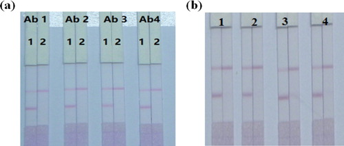 Figure 5. Optimization of different antibodies; (a) Images of the detection of CLOP in different kinds antibodies. Ab1, Ab2, Ab3, and Ab4 were 2B1, 3H3, 2D3, and 4F5. (b) Images of the detection of CLOP in different concentrations of antibodies. 1 = 6 µg/mL, 2 = 8 µg/mL, 3 = 10 µg/mL, 4 = 12 µg/mL.