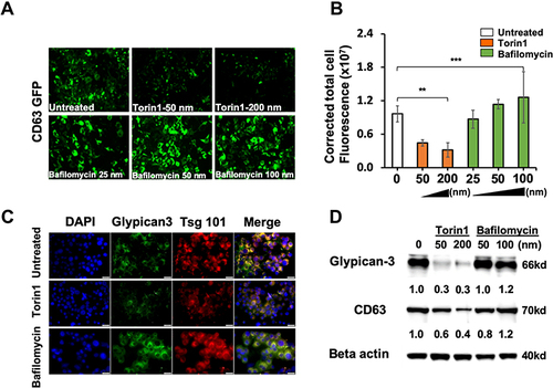 Figure 5 Impaired autophagy promotes GPC3 accumulation in exosomes. CD63-GFP stable cell line was treated with increasing concentrations of Torin 1 or Bafilomycin A1 for 72 hours. (A) Demonstrate the expression of CD63-GFP in Torin 1 treated and Bafilomycin A1 treated by fluorescence microscopy. (B) Quantification of CD63-GFP expression in Torin 1 and Bafilomycin A1 treated culture by Image J software. (C) Fluorescence microscopy images show the expressions of GPC3, and Tsg 101 in Torin 1 and Bafilomycin A1 treated cells. (D) Western blot analysis shows autophagy induction by Torin 1 leads to GPC3 and CD63 degradation. Data indicate mean ± standard deviation and are analyzed by the Mann–Whitney U-test. P values were displayed as **P<0.01, ***P<0.001.