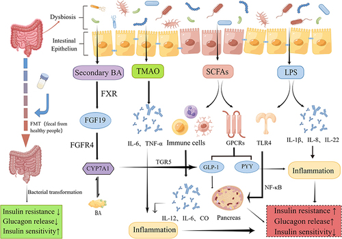 Figure 1 How gastrointestinal microbiome regulates the human’s metabolism (Created by Figdraw).
