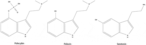 Figure 1. Chemical structures of psilocybin, psilocin, and its endogenous analogue serotonin. Edited from Stebelska [Citation52].