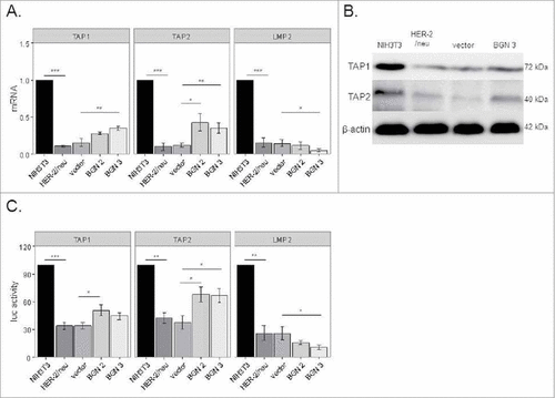 Figure 2. Transcriptional upregulation of MHC class I APM components by BGN overexpression in BGNlow/neg HER-2/neu+ cells. A. Relative mRNA expression levels of selected APM components in BGNlow/neg and BGNhigh HER-2/neu+ cells. The mRNA expression levels of APM components in BGNlow/neg vs. BGNhigh HER-2/neu+ cells were analysed by qPCR as described in Materials and Methods. The results represent the mean of 3 independent experiments. B. Western blot analysis. Protein expression was determined as described in Materials and Methods. A representative Western blot staining is presented. C. Transcriptional upregulation of APM components by BGN overexpression. The activity of selected APM promoters was determined in BGNlow/neg HER-2/neu+ cells, mock transfectants and two independent BGN transfectants (clones 2 and 3) as described in Materials and Methods. APM promoters were transiently co-transfected with the β-gal vector using lipofectamine in the respective cells 48 h prior to determination of the luc activity. The data were normalized to β-gal activity. The experiments were performed at least 3 times. Error bars in all panels indicate standard error. rel luc activity, relative luc activity.