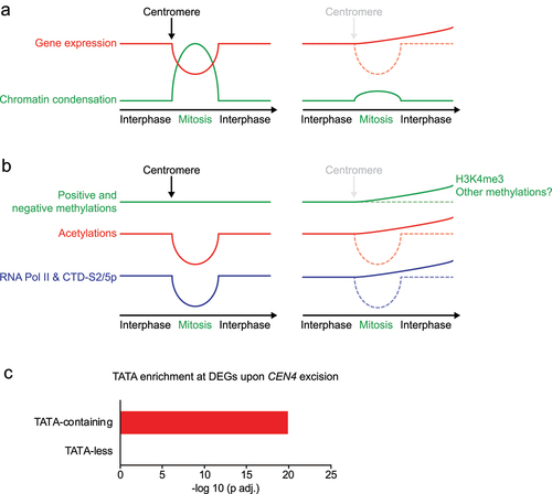 Figure 4. Mitotic chromatin reset chromatin and safeguards interphase transcription fidelity.Note: a) At mitosis entry, centromeres instruct chromosome condensation, which correlate with downregulation of gene expression (left). Centromere inactivation prior to mitosis prevents mitotic condensation, which increases gene expression during M-phase and following interphase (right). b) During M-phase histone methylation remains stable while acetylation decreases. Although minimal levels of mitotic gene expression require the presence of active forms of RNA Pol II, RNA Pol II occurrence during mitosis is lower that during interphase (left). Centromere inactivation prevents mitotic condensation, which correlates with increased occurrence of H3K4me3 and active forms of RNA Pol II. This drives unscheduled transcription, which lasts during the next interphase. c) TATA-containing genes are enriched amongst differentially expressed gene (DEG) upon centromere excision. This analysis was carried out using data published in [Citation130].