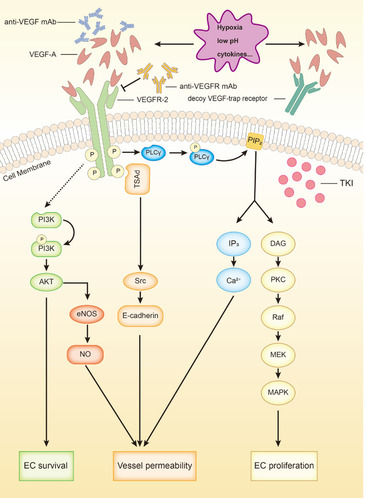 Figure 1 VEGFR-2 signaling and 4 types of anti-angiogenic agents. VEGFR-2 activation promotes angiogenesis via up-regulating EC survival and proliferation along with vessel permeability through PI3K-Akt (-eNOS-NO) pathway, TSAd-Src-e-cadherin pathway, PKC-Raf-MEK-MAPK pathway and through regulating the secretion of IP3. Anti-VEGF mAb and anti-VEGFR mAb bind with VEGF-A and VEGFR-2 respectively. Decoy VEGF-trap receptor competitively binds with VEGF-A. VEGFR-TKIs block intracellular signaling of VEGFR-2.