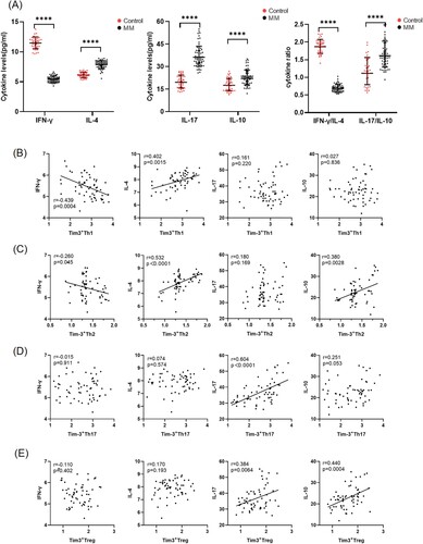 Figure 2. Cytokines changed in the serum of patients.(A) The cytokine levels of IFN-γ, IL-4, IL-10 and IL-17 in healthy controls and MM group were tested by ELISA. (B) In MM patients, Tim-3+Th1 was negatively correlated with IFN-γ, positively correlated with IL-4, but not with IL-17 and IL-10. (C) Tim-3+Th2 was negatively correlated with IFN-γ, positively correlated with IL-4 and IL-10, but not with IL-17. (D) Tim-3 +Th17 was positively correlated with IL-17, but not with IFN-γ, IL-4 and IL-10.(E) Tim-3+Treg was positively correlated with IL-17 and IL-10, but not with IFN-γ and IL-4. *p = .01–.05, **p < .01, ***p < .001, ****p < .0001.