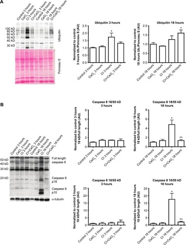 Figure 6 Cerium oxide (CeO2) nanoparticle treatment decreases protein ubiquitination and caspase 8 cleavage during sepsis.Notes: Effect of nanoparticle on protein synthesis signaling was determined by immunoblot. Sepsis and treatment associated changes in protein ubiquitination (A) and caspase 8 cleavage (B). n=6 rats/each group, *vs Control: **vs CI: P<0.05 by one-way ANOVA.