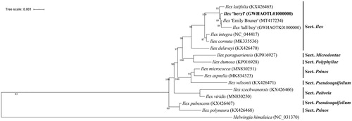 Figure 1. Maximum-likelihood phylogenetic tree based on the sequences of Ilex ‘Beryl’ and other 16 complete chloroplast genomes. Section names were displayed in the right side of phylogenetic tree (Su et al. Citation2020). Numbers on the nodes indicate bootstrap values.