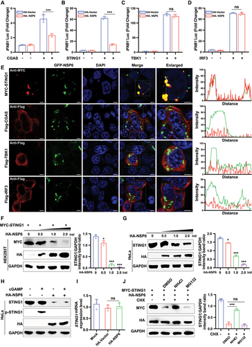 Figure 2. SARS-CoV-2 NSP6 promotes the lysosomal degradation of STING1. (A – D) Luciferase reporter assays in HEK293T cells co-transfected with IFNB1 Luc reporter plasmid together with HA-vector or HA-NSP6 in the presence or absence of CGAS (A), STING1 (B), TBK1 (C), or IRF3 (D) for 24 h. (E) Colocalization of NSP6 with STING1, CGAS, TBK1, or IRF3 was assessed by confocal microscopy in HEK293T cells co-transfected with GFP-NSP6 and MYC-STING1, Flag-CGAS, Flag-TBK1, or Flag-IRF3. Cells were fixed at 24 h after transfection and probed with Flag antibody (red) (left). Confocal images were analyzed for colocalization using ImageJ software (right). Scale bars: 5 µm. (F) the STING1 levels were determined by immunoblotting in HEK293T cells co-transfected with MYC-STING1 (0.5 μg) plasmid and increasing amounts of HA-NSP6-expressing plasmid (0, 0.5, 1.0, and 2.0 μg, respectively) for 24 h (left). Band intensities were determined by ImageJ software (right). (G) the expression of endogenous STING1 protein was determined by immunoblotting in HeLa cells (expressing endogenous CGAS and STING1) transfected with different doses of HA-NSP6-expressing plasmid (0, 0.5, 1.0, and 2.0 μg, respectively) at 24 h after transfection (left). Band intensities were determined by ImageJ software (right). (H) STING1 phosphorylation was determined by immunoblotting in HeLa cells (expressing endogenous CGAS and STING1) transfected with HA-NSP6 or HA-Vector plasmid for 24 h, followed by 2’,3’-cGAMP treatment for 8 h. (I) the endogenous STING1 mRNA levels were analyzed in HeLa cells (expressing endogenous CGAS and STING1) transfected with HA-NSP6 or HA-vector plasmid by RT-qPCR at 24 h post-transfection (n = 3). (J) the effects of inhibitors on the NSP6-mediated destabilization of STING1 were evaluated by immunoblot analysis in HEK293T cells co-transfected with MYC-STING1 and HA-NSP6-expressing plasmids for 24 h, followed by DMSO, MG132 (10 μM), or NH4Cl (25 mM), along with CHX (100 μg/mL) treatment for 9 h (left). Band intensities were determined by ImageJ software (right). The data are representative of three independent experiments. Data are presented as mean ± SD. *P < 0.05, **P < 0.01, and ***P < 0.001 (unpaired, two-tailed Student’s t-test).