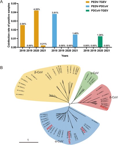 Figure 1. Coinfection analysis and phylogeny of swine enteric coronaviruses. (A) Coinfections of PEDV, PDCoV and TGEV detected in China in 2018–2021 in this study. (B) Phylogenetic tree of coronaviruses from different genera. Different colors represent different genera: Alphacoronavirus (α-CoV; blue), Betacoronavirus, (β-CoV; yellow), Gammacoronavirus (γ-CoV; green), and Deltacoronavirus (δ-CoV, red). PEDV, TGEV, SADS-CoV, and PDCoV are highlighted in red. The phylogenetic tree was visualized with iTOL v.4 (Interactive Tree of Life, http://itol.embl.de/).