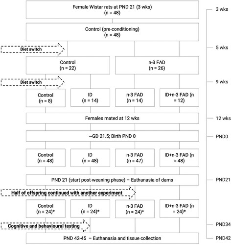 Figure 1. Flow diagram of the experimental design; n indicates the numbers in each group; * indicates an equal number of male and female rats. GD: Gestational day; ID: Iron deficient; n-3 FAD: n-3 fatty acid deficient; ID + n3 FAD: iron and n-3 fatty acid deficient.