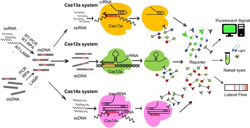 Figure 2. Diagnostic of pathogen nucleic acids with trans-cleavage of active CRISPR-Cas. Schematic of a CRISPR eﬀector nuclease exploited for nucleic acid detection in SHERLOCK (Cas13a), DETECTR (Cas12a) or Cas4-DETECTR (Cas14a). In the absence of its nucleic acid target, the Cas nuclease is inactive. Upon binding of its guide crRNA to a cognate target (RNA for Cas13a, dsDNA for Cas12a, ssDNA for Cas14a), the nuclease is activated, leading to target cleavage and catalytic cleavage of nearby nucleic acids (ssRNA for Cas13a, ssDNA for Cas12a and Cas14a). This “collateral” nuclease activity is turned into an ampliﬁed signal by providing reporter probes with a ﬂuorophore (usually FAM) linked to a quencher (or Biotin for later flow assay) by a short oligonucleotide. Upon cleavage of the reporter by the activated nuclease, the reporter nucleotide will break and thus ﬂuoresces bright or band appearing in a strip. In both SHERLOCK and DETECTR, target abundance is enhanced by isothermal pre-ampliﬁcation using RPA with or without in vitro transcription or reverse transcription.