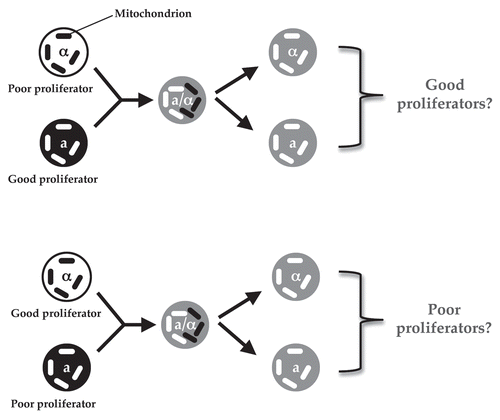 Figure 1 A schematic illustration of the experimental design for two crosses to generate progeny with mitochondria from only their mating type a (mata) parent.