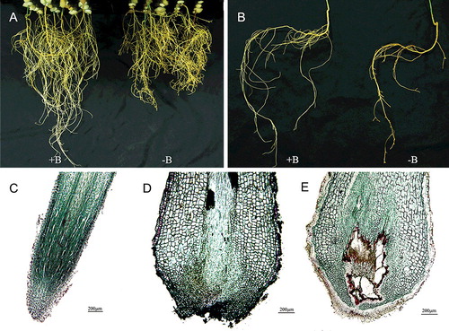 Figure 1. Morphological and anatomical symptoms in trifoliate orange roots cultivated hydroponically under +B (0.25 mg L−1 boron) or −B (∼0.25 µg L−1 boron) conditions for eight weeks. Morphological symptoms of the whole roots (a) and a single root (b); longitudinal sections of root tips cultivated under +B conditions (c); different longitudinal sections of root tips cultivated under –B conditions (d, e).