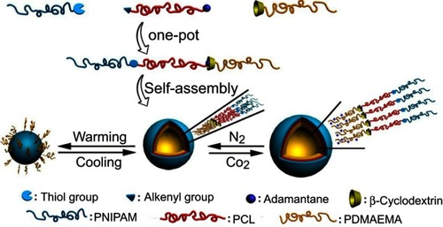Figure 12 Illustration for synthesis and self-assembly of the supramolecular triblock copolymer PNIPAM-b-PCL-b-PDMAEMA, as well as their CO2−temperature dual stimulus-responsive process. Reprinted with permission from Liu B, Zhou H, Zhou S, et al. Synthesis and Self-Assembly of CO2–Temperature Dual Stimulus-responsive Triblock Copolymers. Macromolecules. 2014;47(9):2938–2946. Copyright 2014, American Chemical Society.Citation92